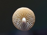 Rhizomarasmius pyrrhocephalus image