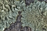 Xanthoparmelia conspersa image