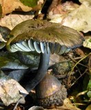 Neohygrocybe subovina image