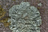 Xanthoparmelia conspersa image