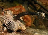 Neohygrocybe subovina image