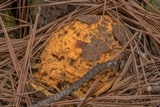 Endocronartium harknessii image