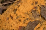 Endocronartium harknessii image