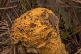 Endocronartium harknessii image