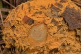 Endocronartium harknessii image