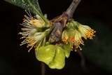 Exobasidium symploci-japonicae image