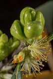 Exobasidium symploci-japonicae image