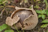 Lycoperdon marginatum image