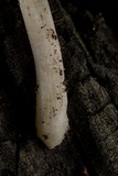 Amanita morrisii image