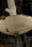 Amanita morrisii image