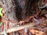 Xylobolus subpileatus image