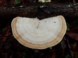 Trametes lactinea image