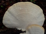 Trametes lactinea image