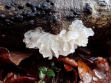 Tremella fuciformis image