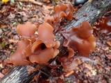 Phaeotremella frondosa image