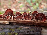 Anthracophyllum lateritium image