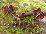 Anthracophyllum lateritium image