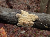 Trametopsis cervina image
