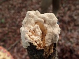 Trametopsis cervina image
