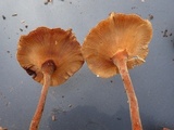 Lentinus velutinus image