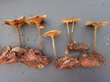 Lentinus velutinus image