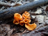 Craterellus odoratus image