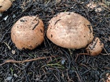 Agaricus brunneofibrillosus image