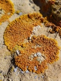 Caloplaca trachyphylla image