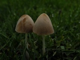 Conocybe apala image