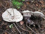 Hydnellum suaveolens image
