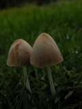 Conocybe apala image
