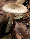 Amanita marmorata image