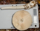 Amanita marmorata image