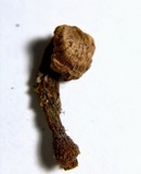 Phylloporia spathulata image