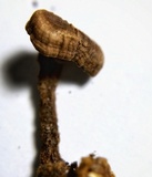 Phylloporia spathulata image