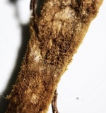 Phylloporia spathulata image
