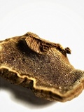 Phylloporia spathulata image