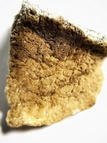 Postia livens image