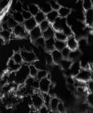 Postia livens image