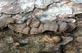 Xylobolus subpileatus image