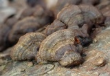 Xylobolus subpileatus image