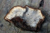Xylobolus subpileatus image