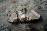 Xylobolus subpileatus image
