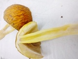 Bolbitius titubans var. olivaceus image