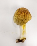 Bolbitius titubans var. olivaceus image