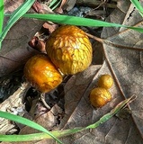 Bolbitius titubans var. olivaceus image