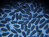 Macrodiplodiopsis desmazieri image