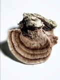 Rhodofomitopsis lilacinogilva image
