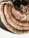 Rhodofomitopsis lilacinogilva image