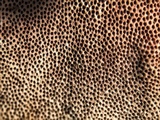 Rhodofomitopsis lilacinogilva image